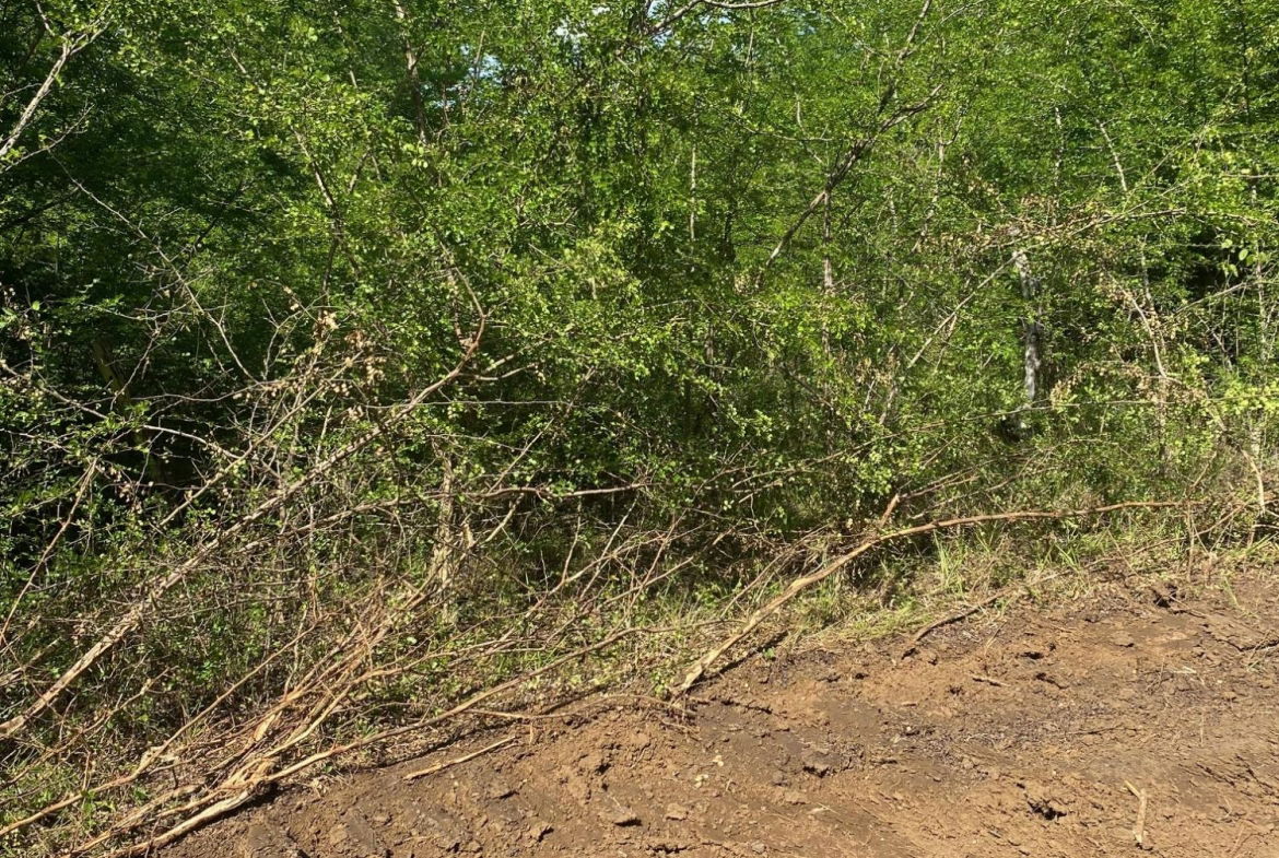 Fourth image of Luana Development in Black River, St. Elizabeth, Jamaica - property is For Sale