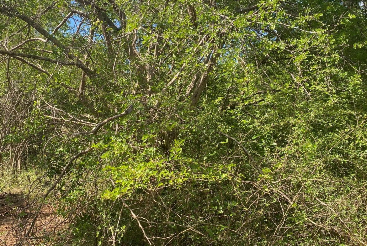 Sixth image of Luana Development in Black River, St. Elizabeth, Jamaica - property is For Sale