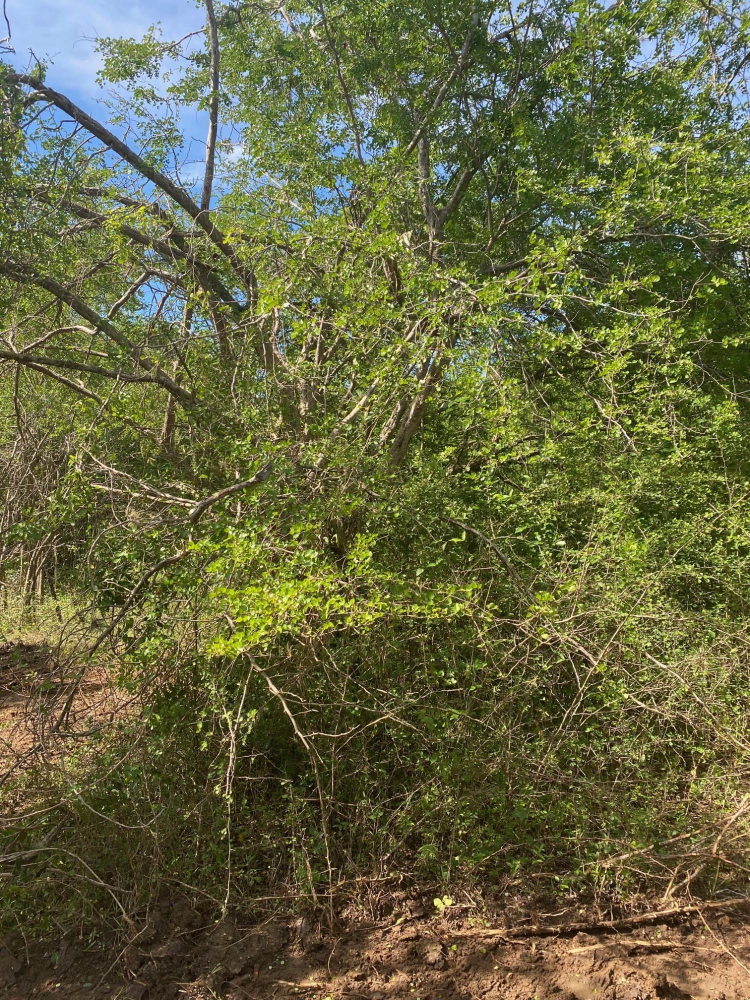 Prime-Development-Land-for-Sale-in-Luana-St.-Elizabeth-Jamaica Sixth image of Luana Development in Black River, St. Elizabeth, Jamaica - property is For Sale