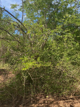 Sixth image of Luana Development in Black River, St. Elizabeth, Jamaica - property is For Sale