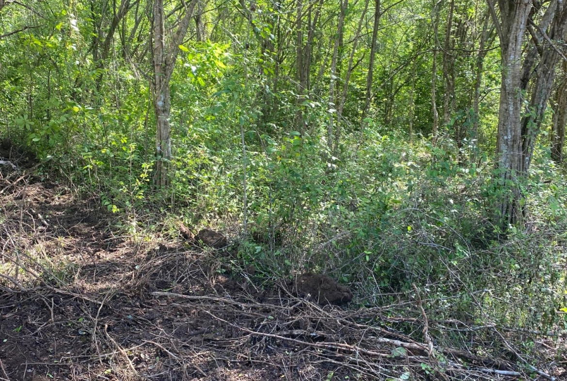 Seventh image of Luana Development in Black River, St. Elizabeth, Jamaica - property is For Sale