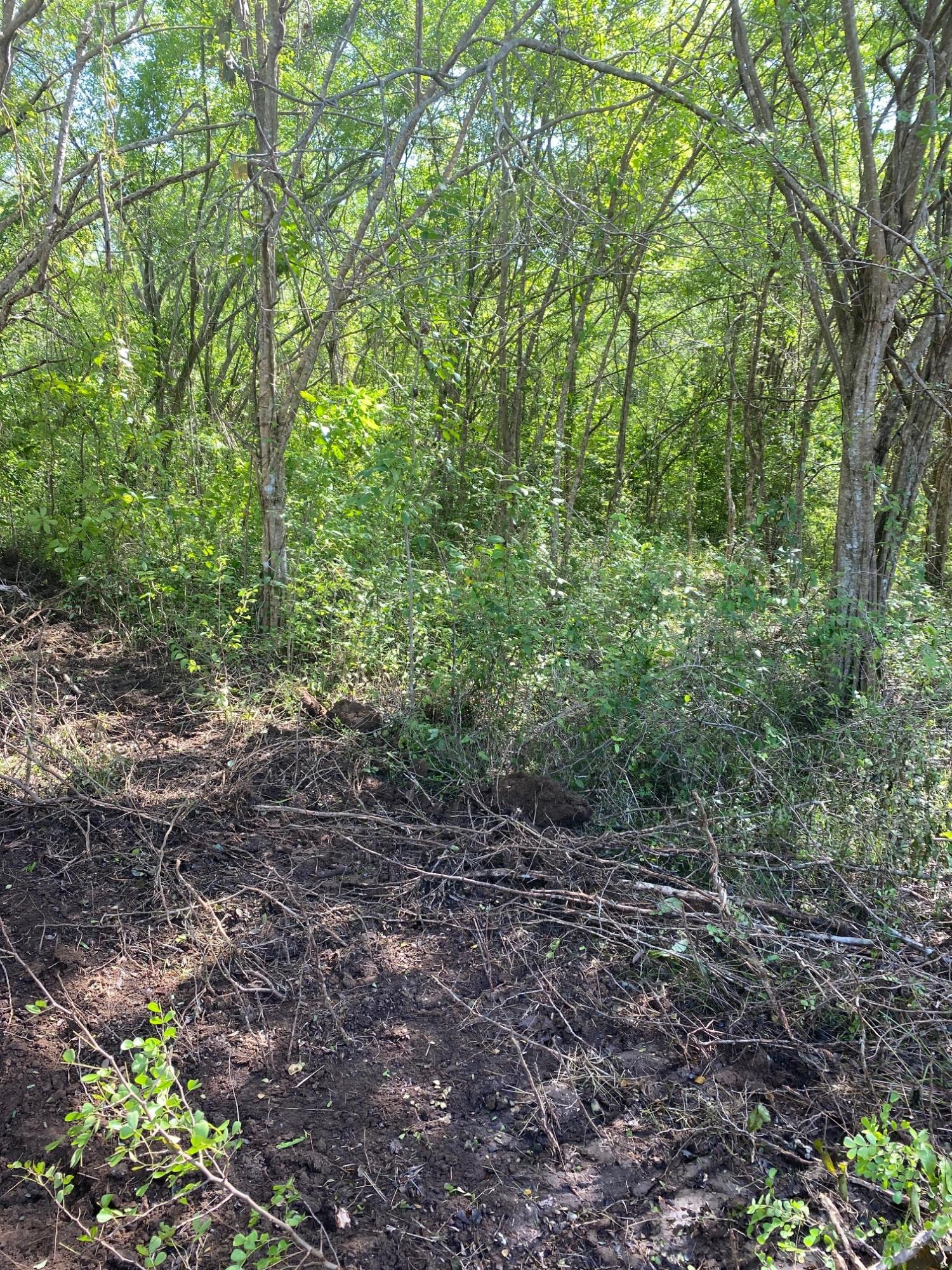 Prime-Development-Land-for-Sale-in-Luana-St.-Elizabeth-Jamaica Seventh image of Luana Development in Black River, St. Elizabeth, Jamaica - property is For Sale