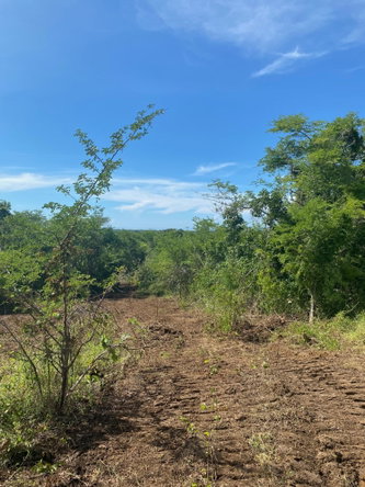 Ninth image of Luana Development in Black River, St. Elizabeth, Jamaica - property is For Sale