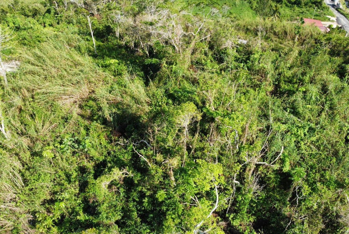 Nineteenth image of Hopeton Pen in Mandeville, Manchester, Jamaica - property is For Sale