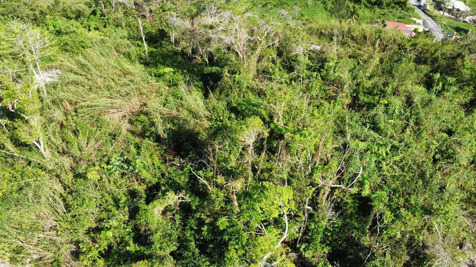 Nineteenth image of Hopeton Pen in Mandeville, Manchester, Jamaica - property is For Sale