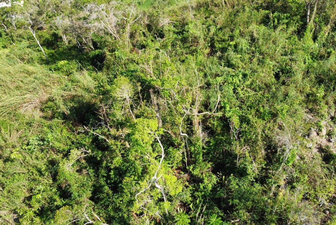 Twentieth image of Hopeton Pen in Mandeville, Manchester, Jamaica - property is For Sale