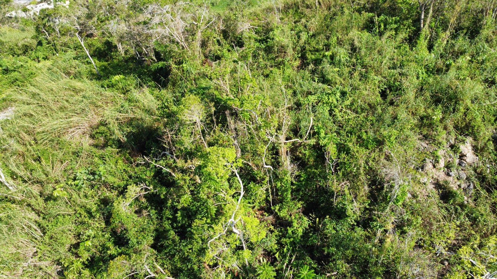 Twentieth image of Hopeton Pen in Mandeville, Manchester, Jamaica - property is For Sale