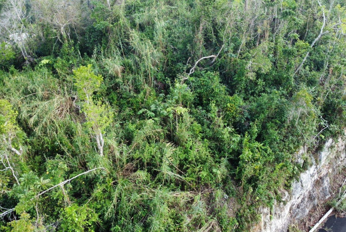 Tenth image of Hopeton Pen in Mandeville, Manchester, Jamaica - property is For Sale