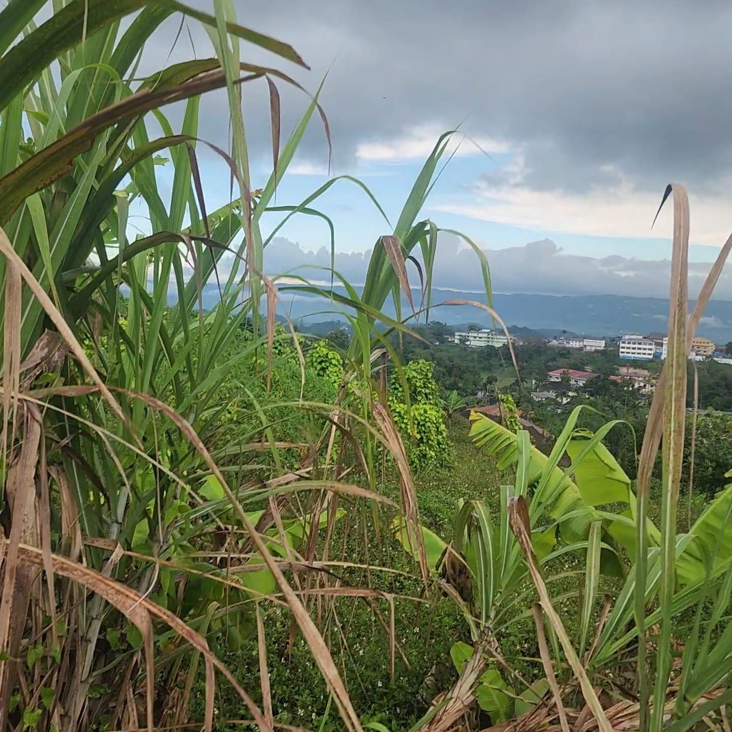 Third image of 3g- Avondale Heights in Avondale Heights, Manchester, Jamaica - property is For Sale