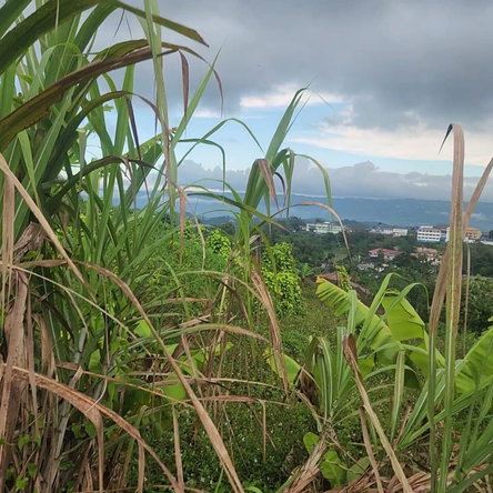 Third image of 3g- Avondale Heights in Avondale Heights, Manchester, Jamaica - property is For Sale