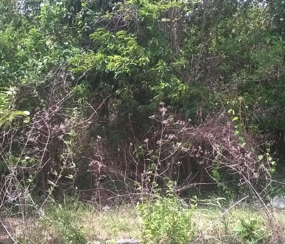 Third image of Beverley in Beverley, St. Ann, Jamaica - property is For Sale