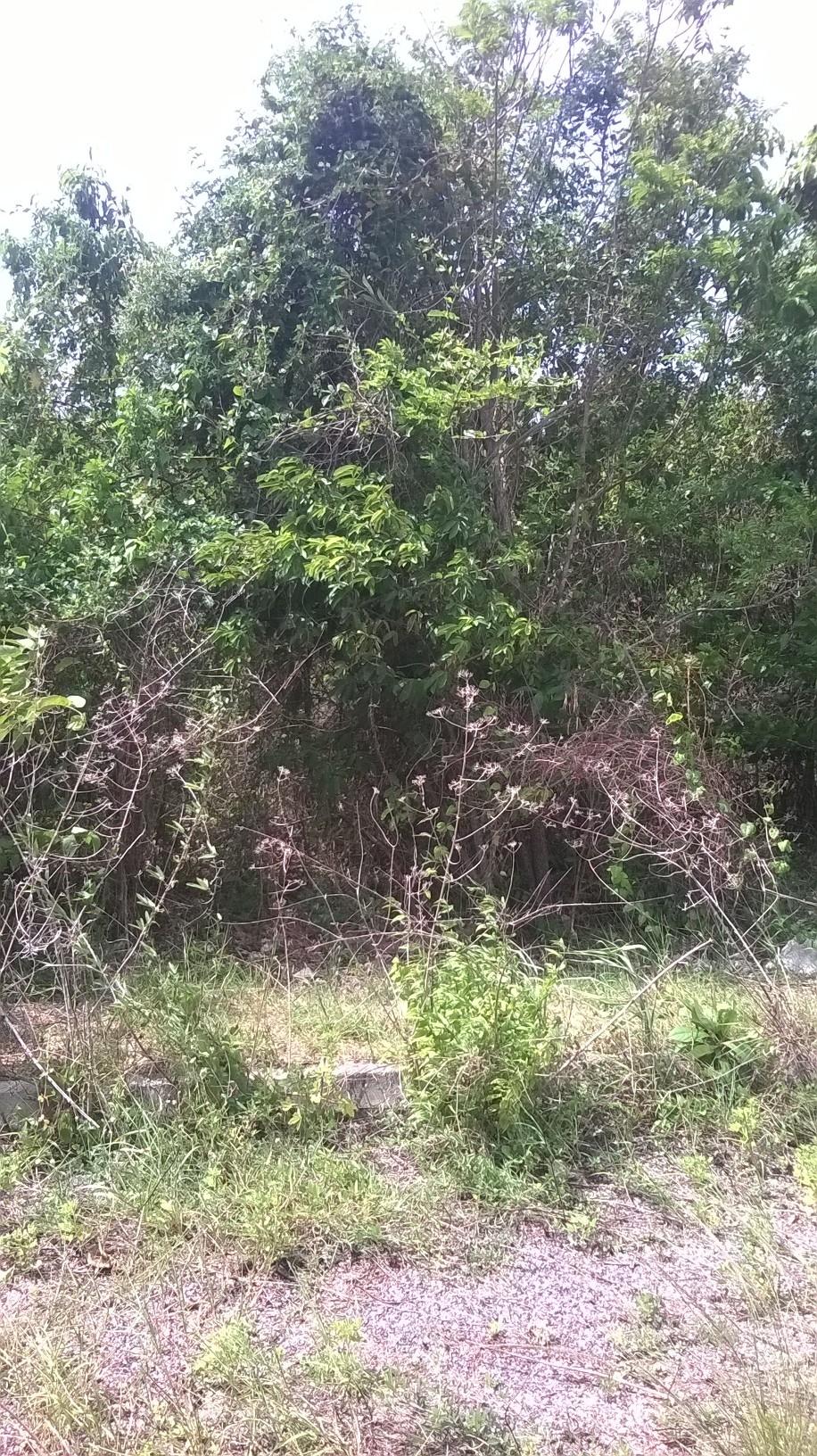 Third image of Beverley in Beverley, St. Ann, Jamaica - property is For Sale