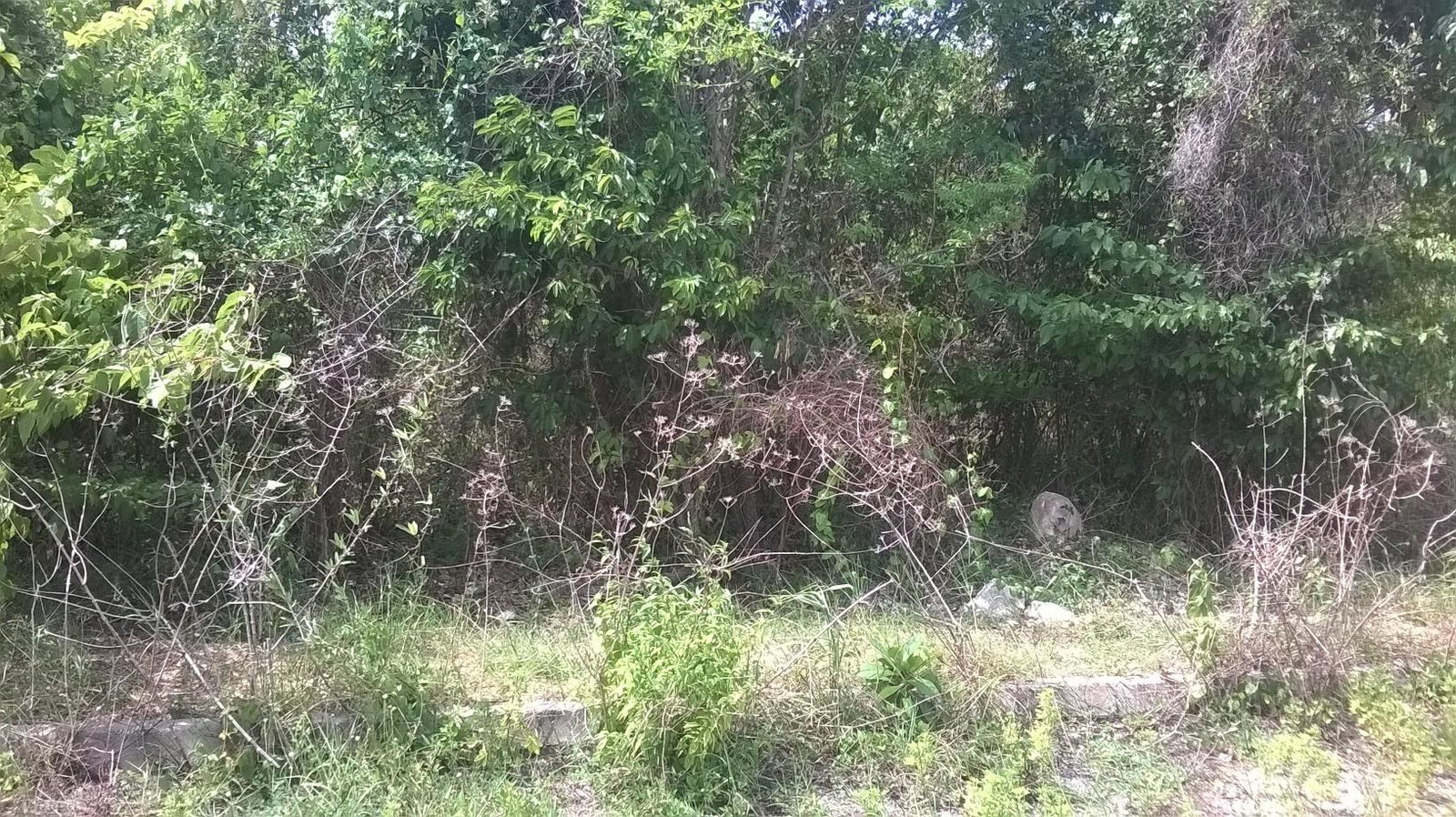 Fourth image of Beverley in Beverley, St. Ann, Jamaica - property is For Sale