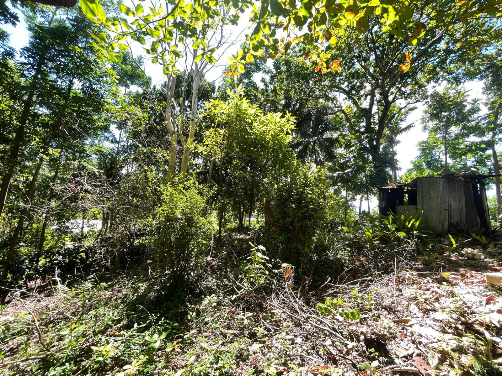 Second image of Boundbrook Port Antonio in Port Antonio, Portland, Jamaica - property is For Sale