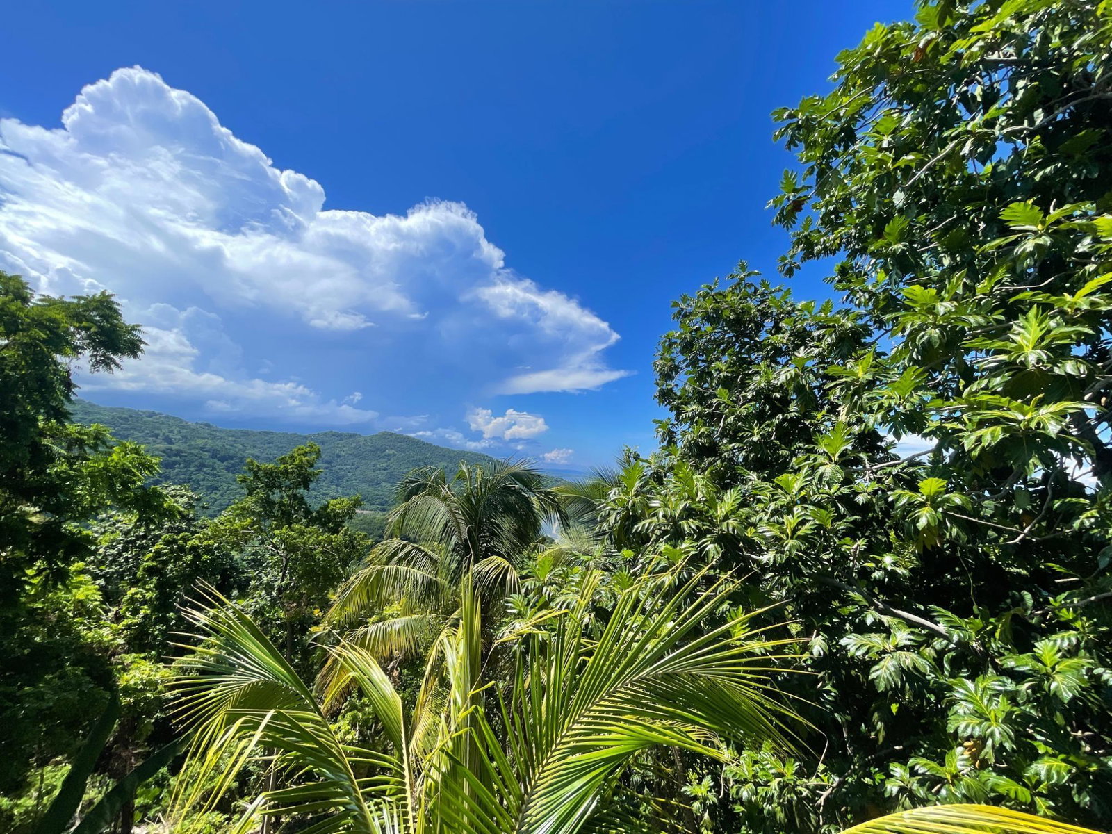 Eleventh image of Boundbrook Port Antonio in Port Antonio, Portland, Jamaica - property is For Sale