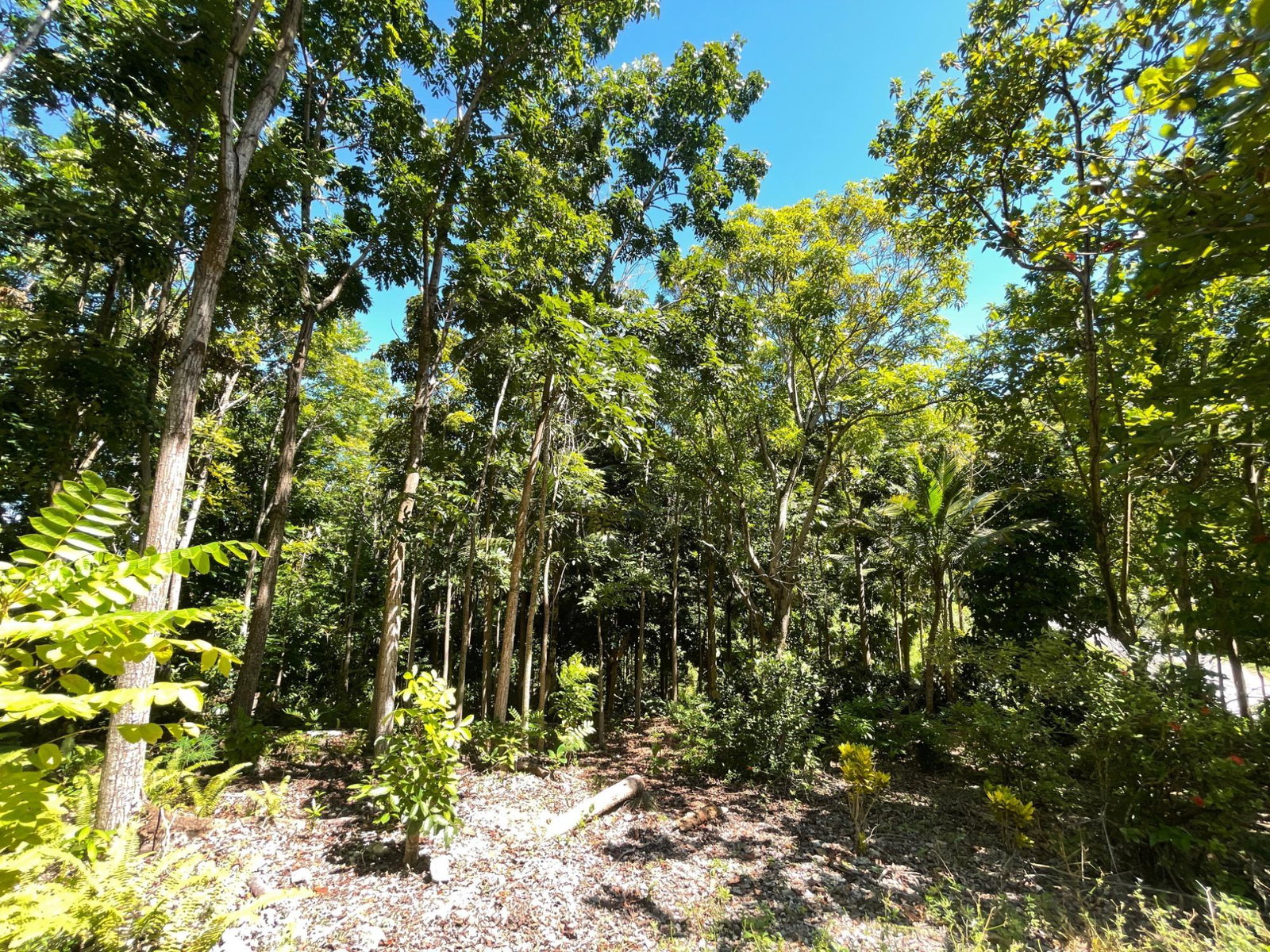 Fifth image of Boundbrook Port Antonio in Port Antonio, Portland, Jamaica - property is For Sale