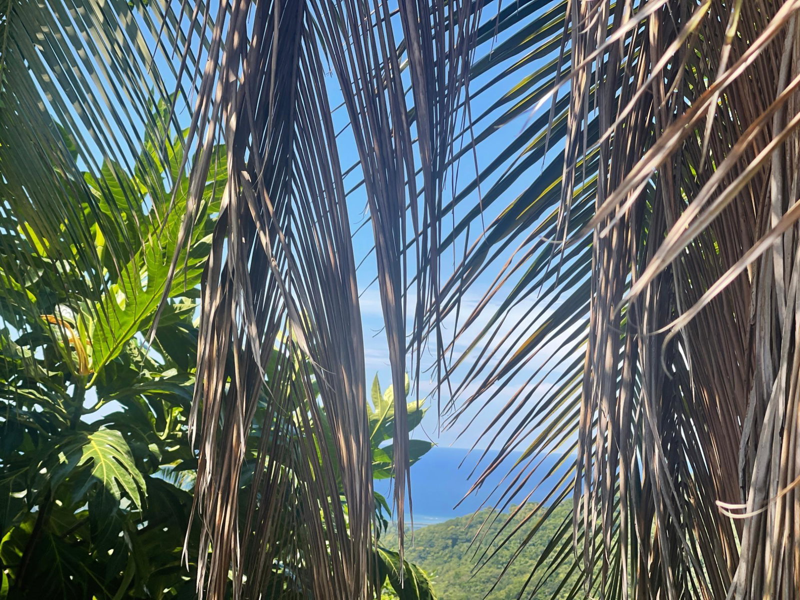 Eighth image of Boundbrook Port Antonio in Port Antonio, Portland, Jamaica - property is For Sale