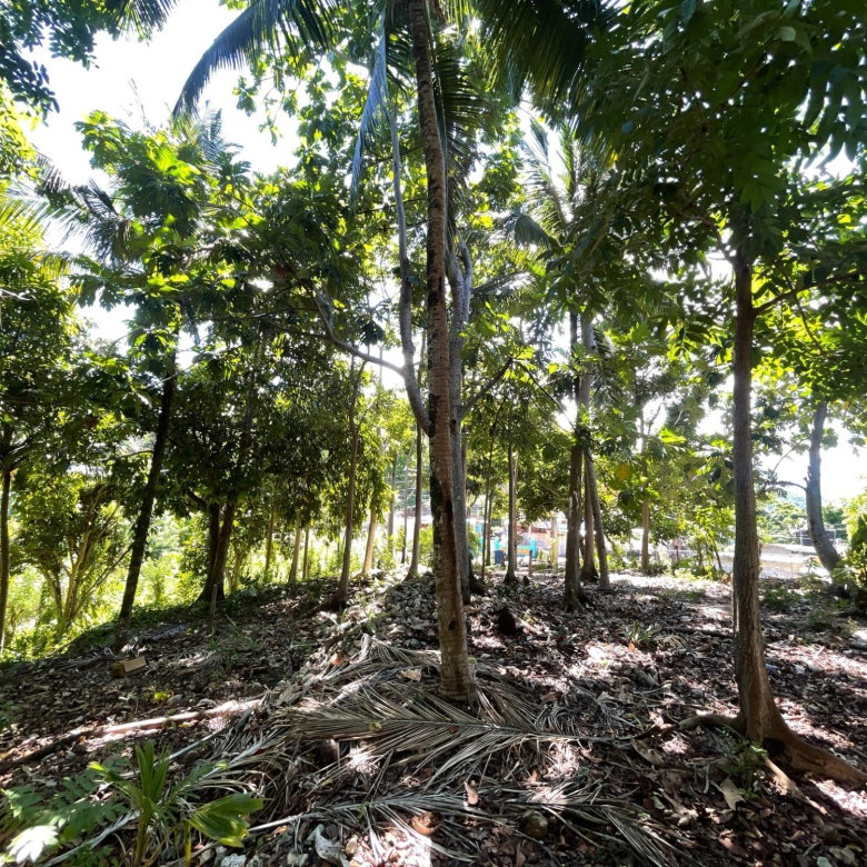 First image of Boundbrook Port Antonio in Port Antonio, Portland, Jamaica - property is For Sale