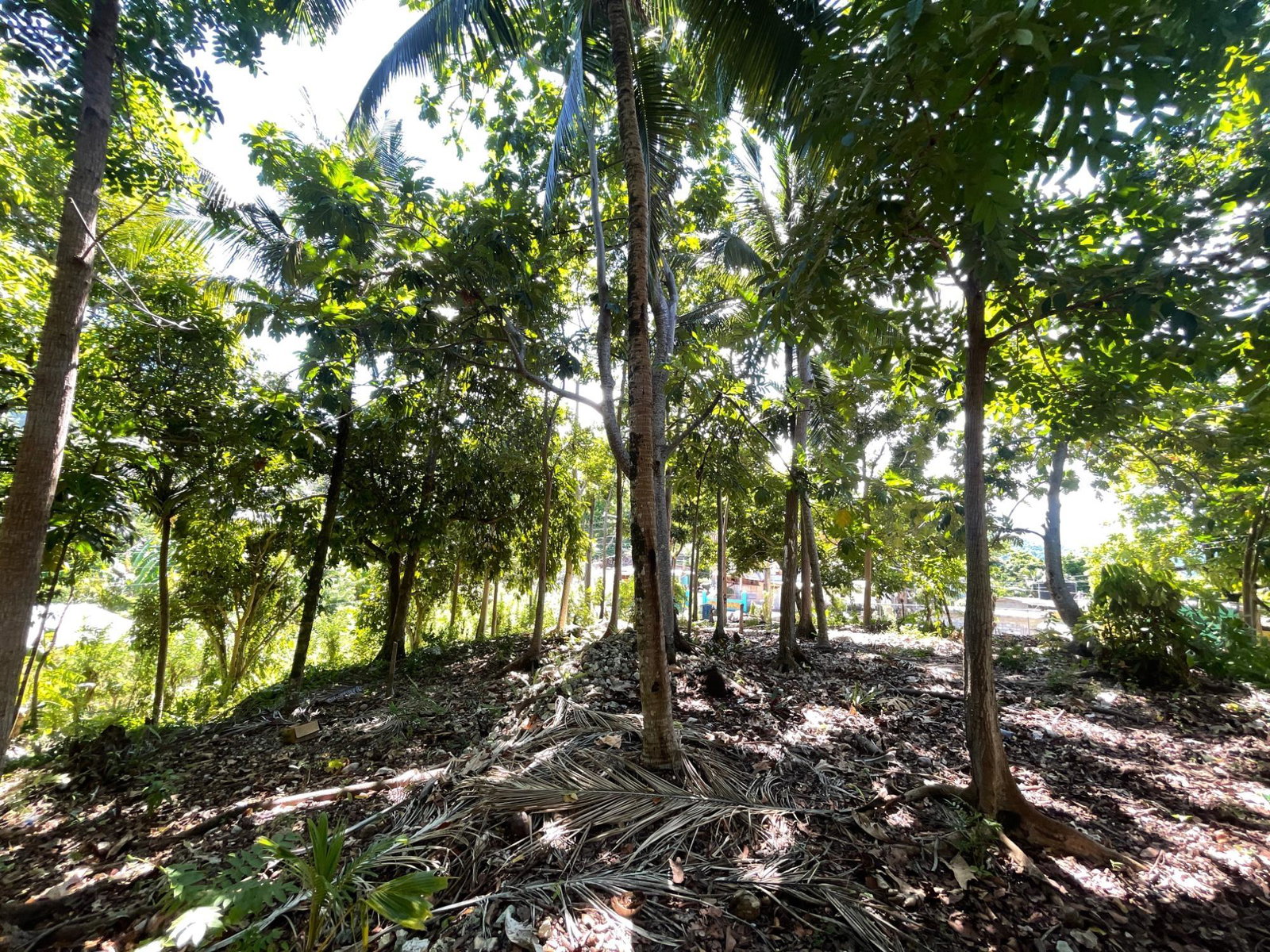 First image of Boundbrook Port Antonio in Port Antonio, Portland, Jamaica - property is For Sale