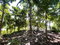First image of Boundbrook Port Antonio in Port Antonio, Portland, Jamaica - property is For Sale