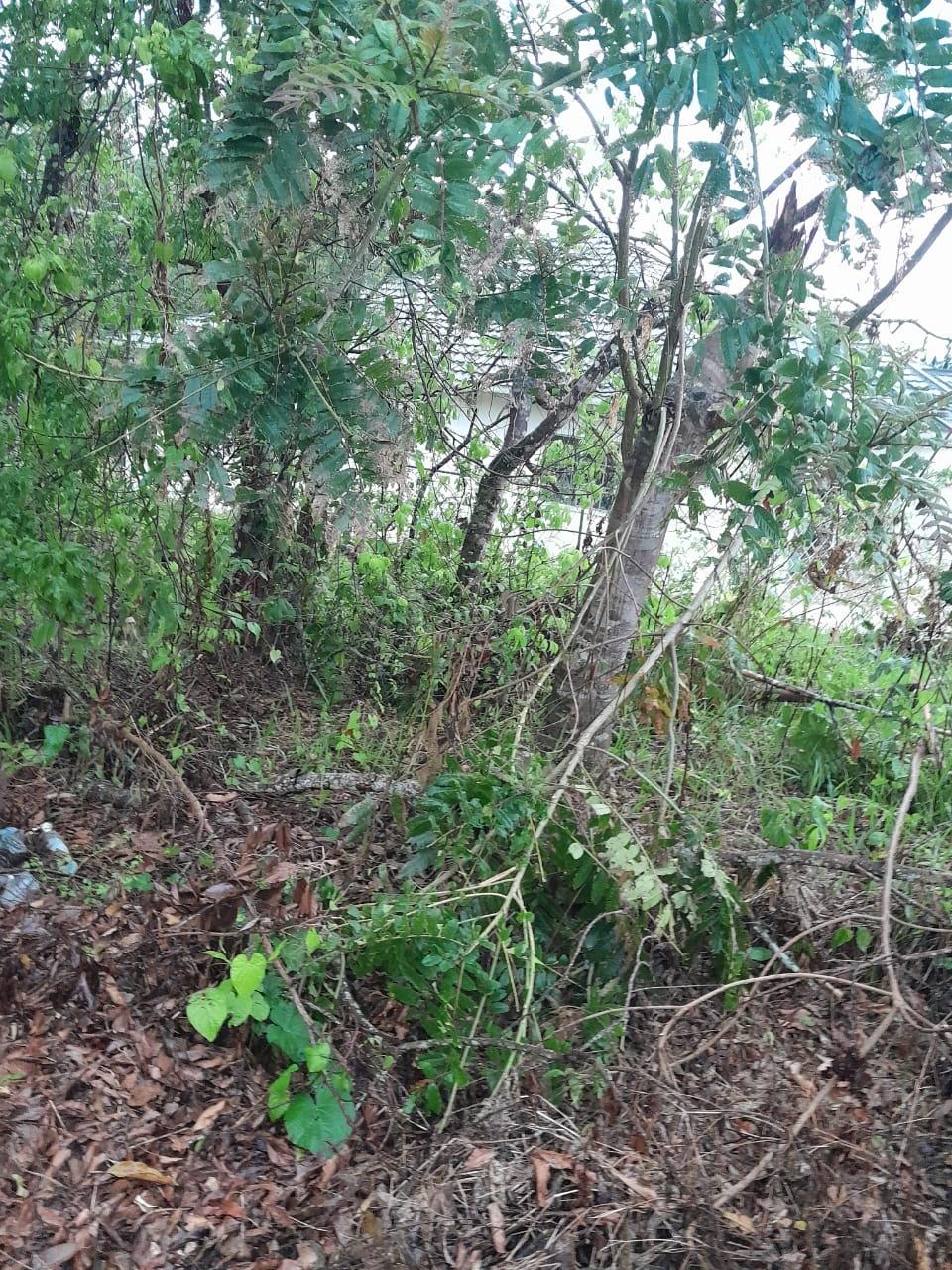Second image of Grey's Hill, Manchester in Mandeville, Manchester, Jamaica - property is For Sale
