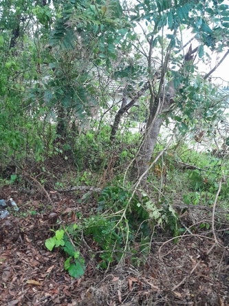 Second image of Grey's Hill, Manchester in Mandeville, Manchester, Jamaica - property is For Sale
