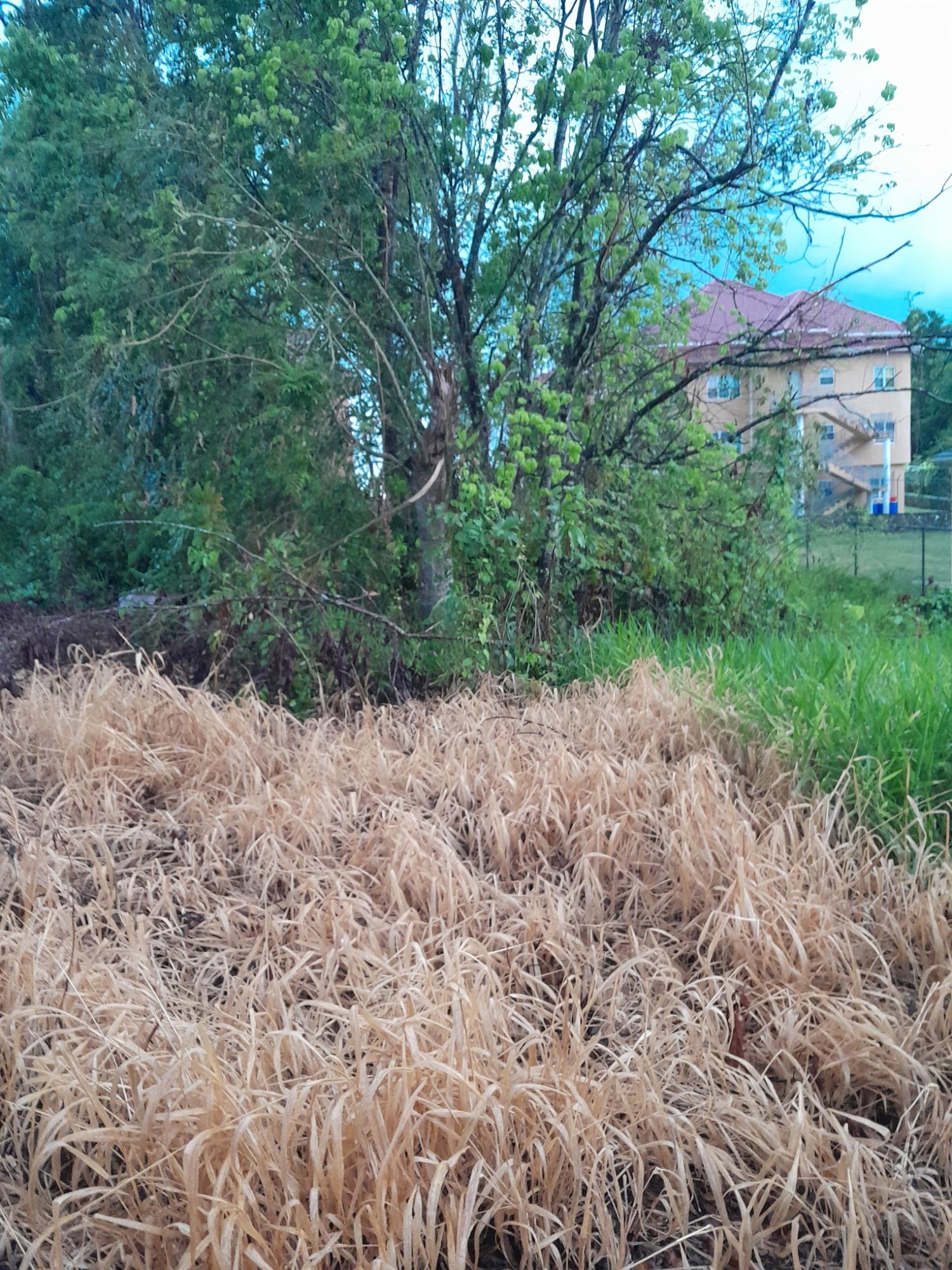 Fourth image of Grey's Hill, Manchester in Mandeville, Manchester, Jamaica - property is For Sale