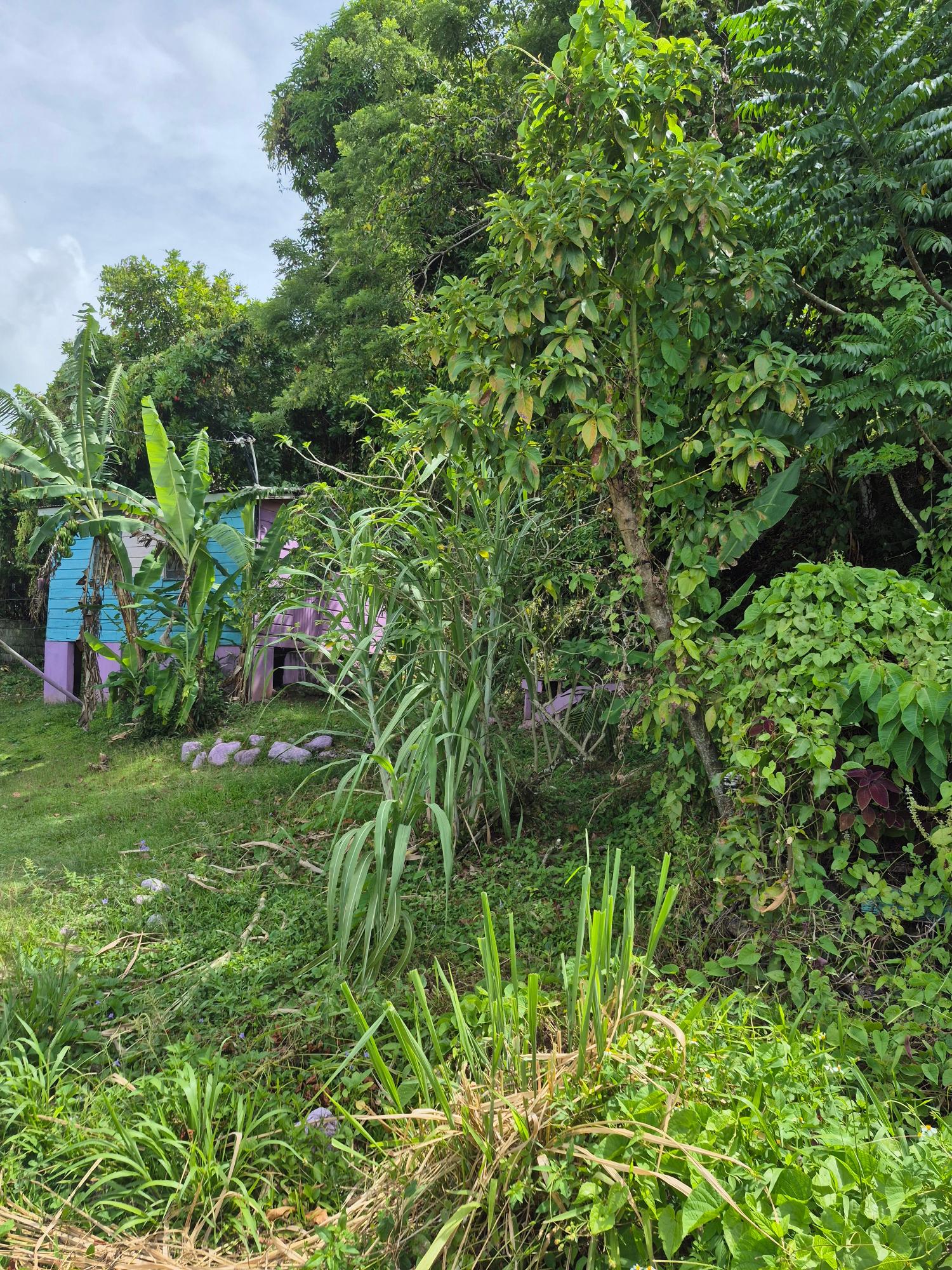 Fourth image of Lot 3-hopewell Orange Bay P.o. Portland in Orange Bay, Portland, Jamaica - property is For Sale