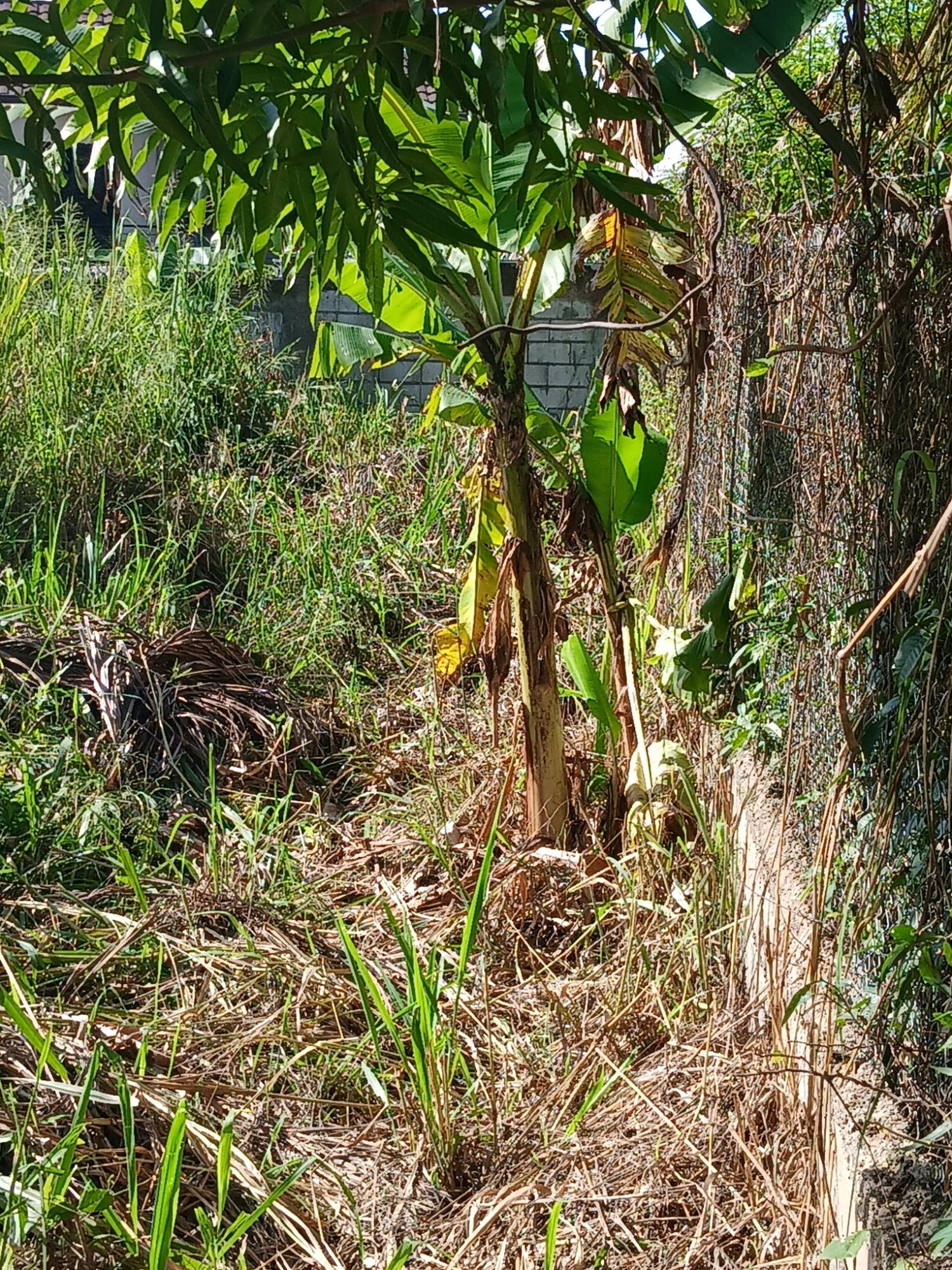 Residential-Lot-for-Sale-in-Red-Hills-St.-Andrew-Jamaica-Prime-Investment-Opportunity Second image of Lot-52 Happy Grov, Ridgeway Aven in Red Hills, St. Andrew, Jamaica - property is For Sale