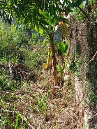 Second image of Lot-52 Happy Grov, Ridgeway Aven in Red Hills, St. Andrew, Jamaica - property is For Sale