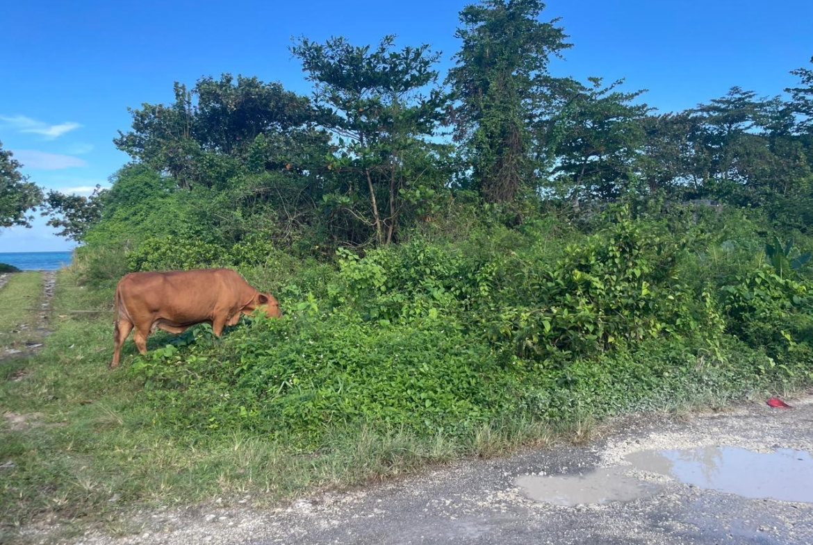Second image of Lot 7- st Margarets Bay in St. Margaret's Bay, Portland, Jamaica - property is For Sale