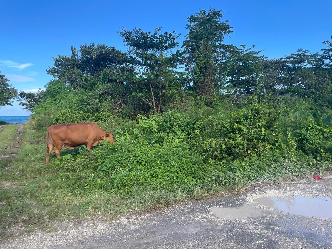 Second image of Lot 7- st Margarets Bay in St. Margaret's Bay, Portland, Jamaica - property is For Sale