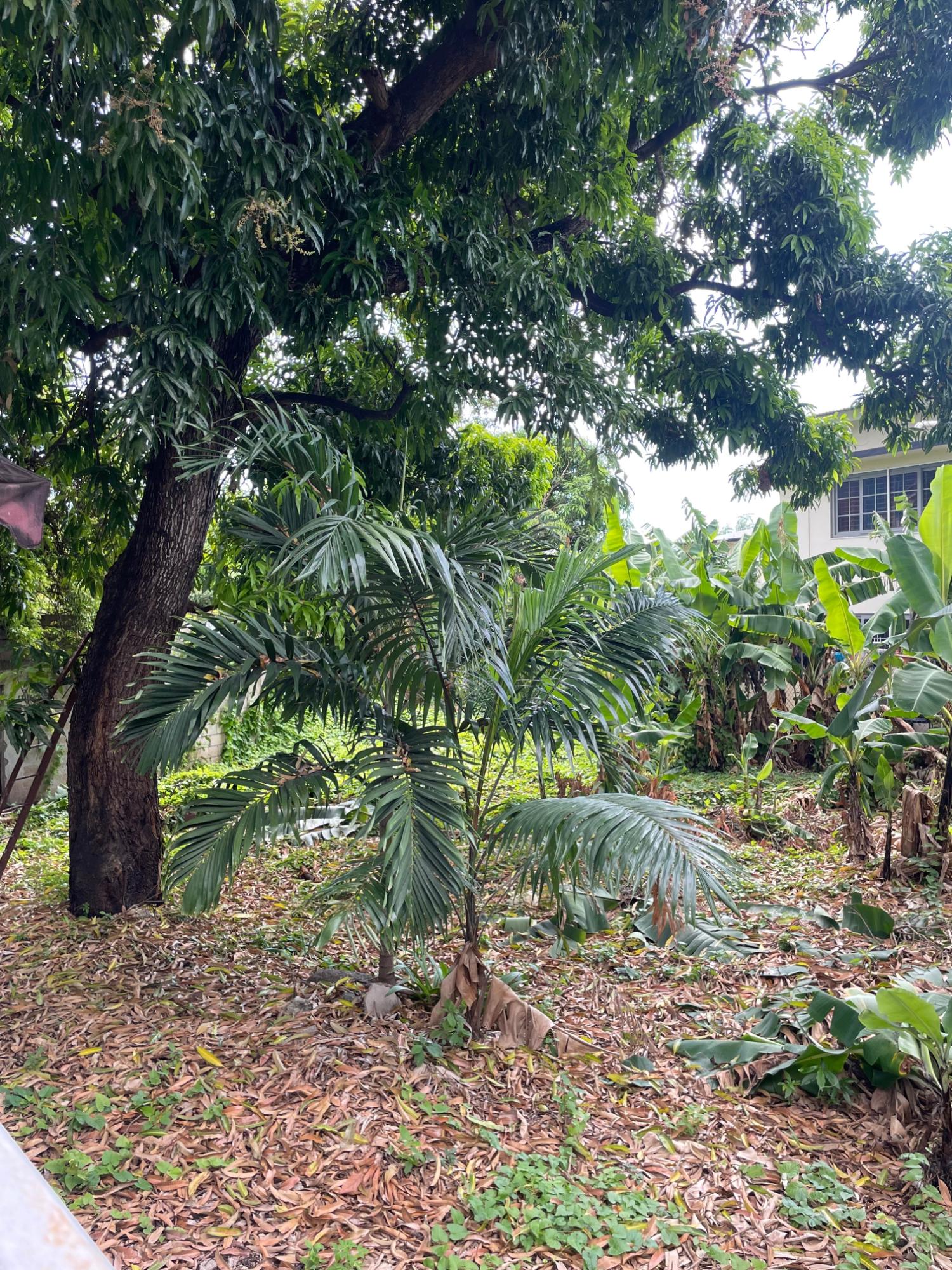 Fourteenth image of Apt #2-1 Lounsbury Avenue in Kingston 8, St. Andrew, Jamaica - property is For Sale