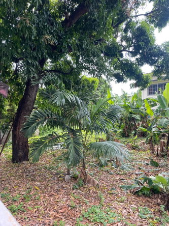 Fourteenth image of Apt #2-1 Lounsbury Avenue in Kingston 8, St. Andrew, Jamaica - property is For Sale