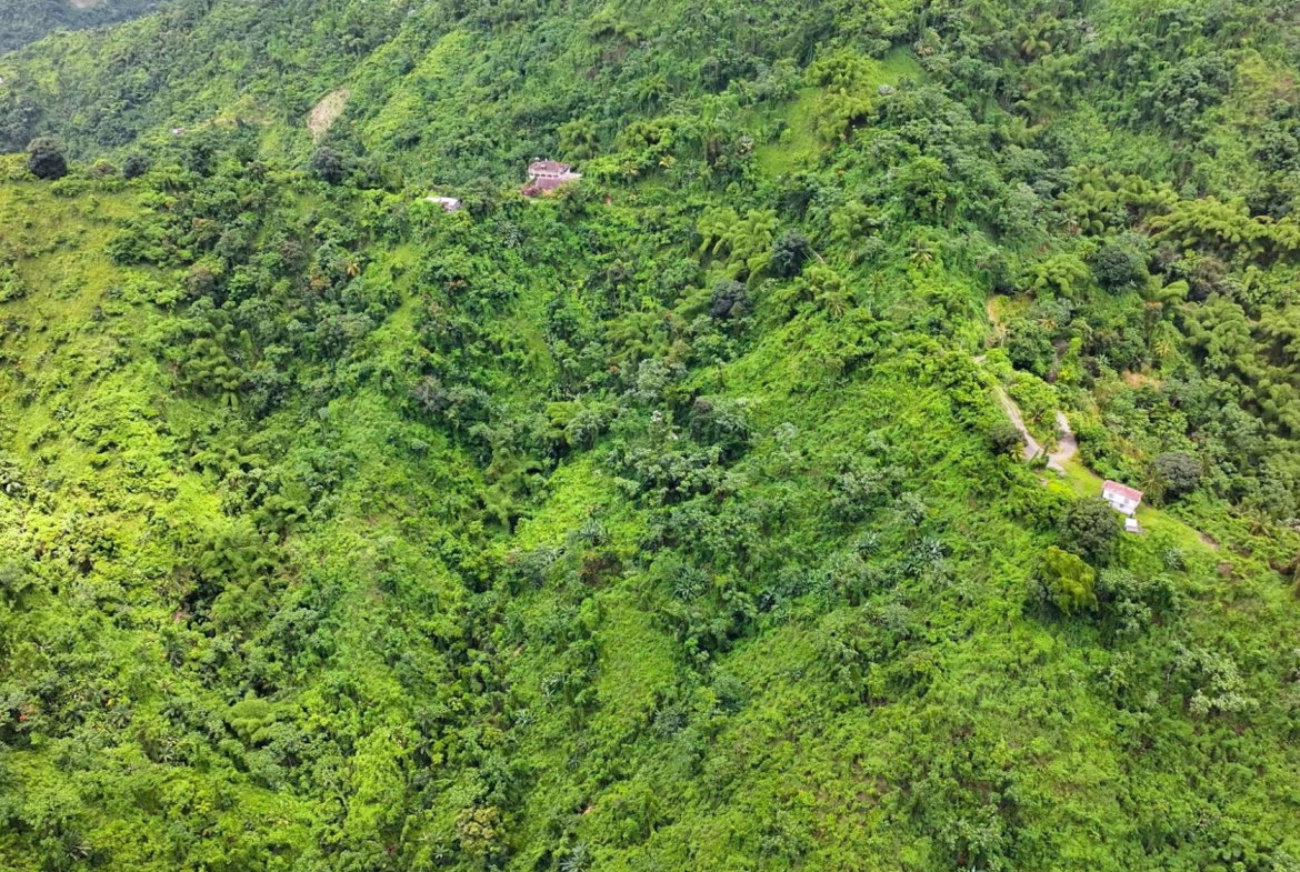Fourth image of Shirley Castle, Blue Mtn Coffee Plantation in Shirley Castle, Portland, Jamaica - property is For Sale