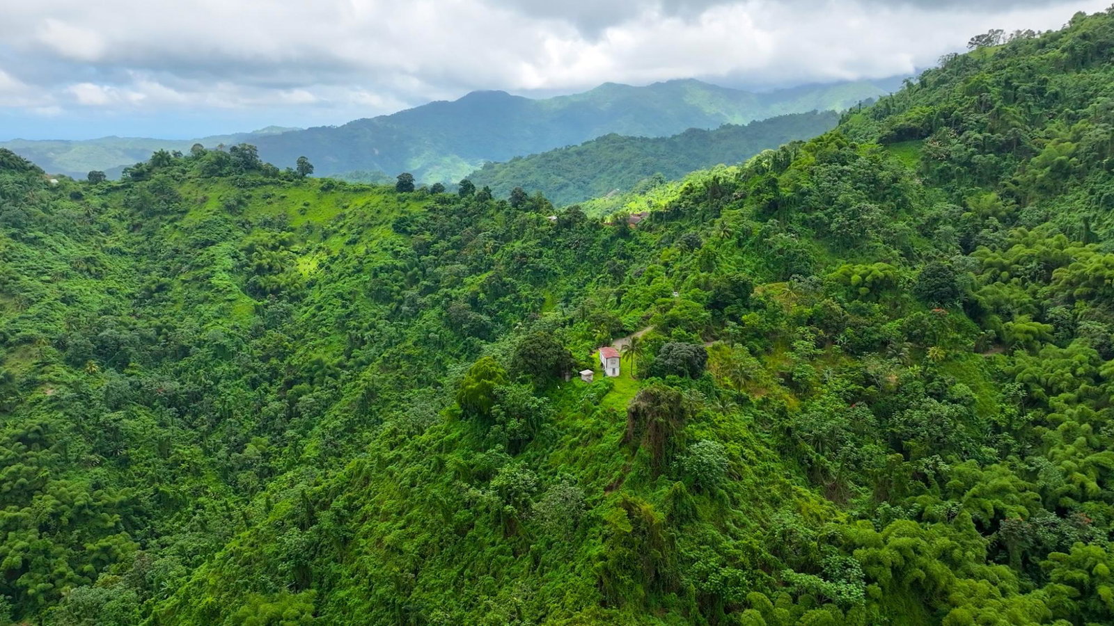 Blue-Mountain-Coffee-Plantation-for-Sale-in-Portland-Jamaica-–-96-Acres Fifth image of Shirley Castle, Blue Mtn Coffee Plantation in Shirley Castle, Portland, Jamaica - property is For Sale
