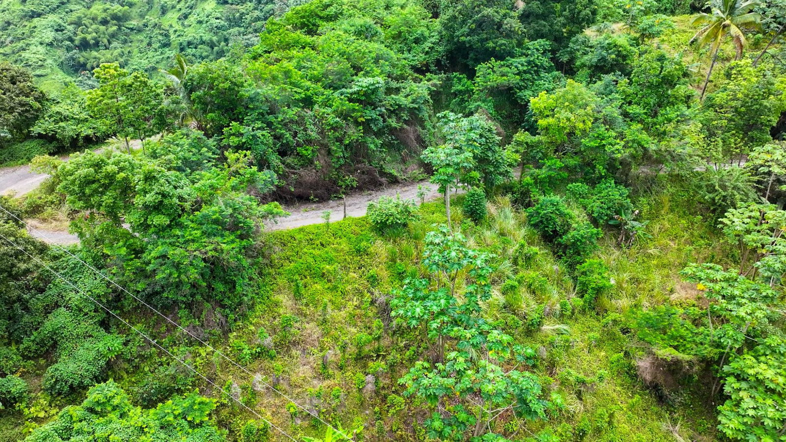 Blue-Mountain-Coffee-Plantation-for-Sale-in-Portland-Jamaica-–-96-Acres Sixth image of Shirley Castle, Blue Mtn Coffee Plantation in Shirley Castle, Portland, Jamaica - property is For Sale