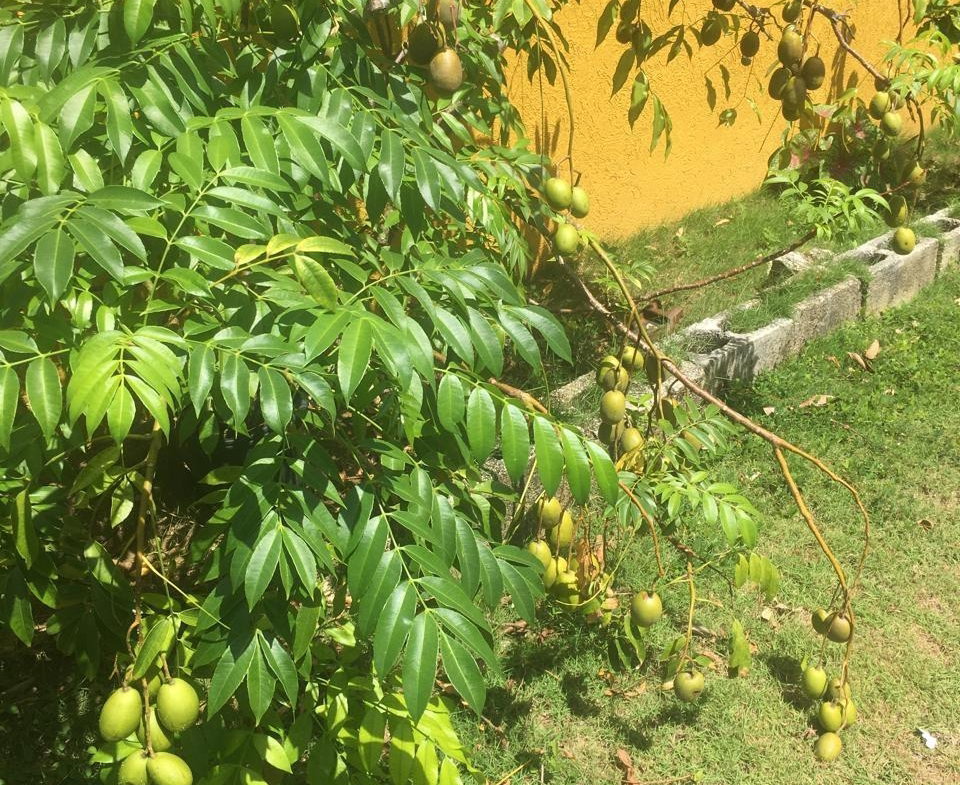Thirteenth image of 752 Diamond Dr. in STONEBROOK VISTA, Trelawny, Jamaica - property is For Rent