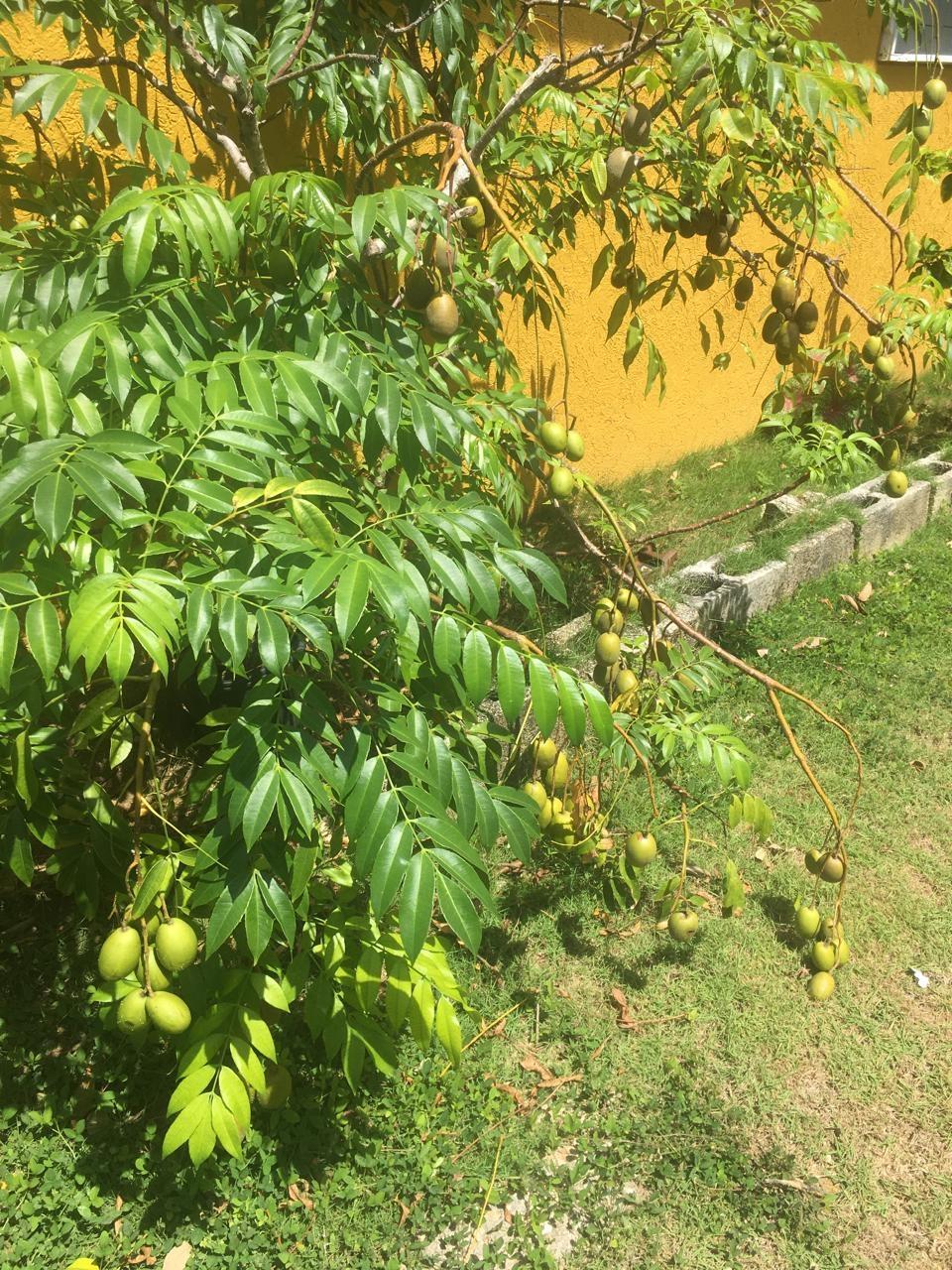 Thirteenth image of 752 Diamond Dr. in STONEBROOK VISTA, Trelawny, Jamaica - property is For Rent