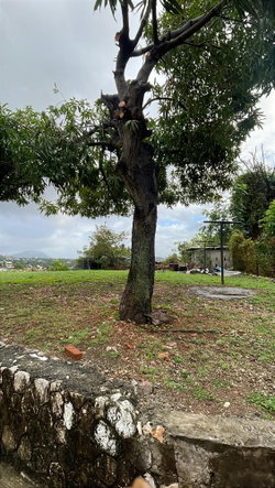 Sixteenth image of Montcalm Avenue in Kingston 19, St. Andrew, Jamaica - property is For Rent