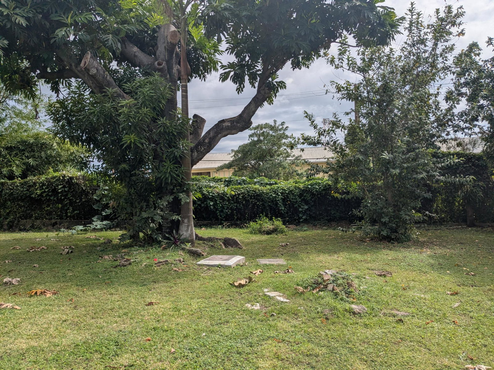 Charming-1-Bedroom-Apartment-for-Rent-in-Kingston-6-–-Zizi-L-28-Charlemont-Avenue Ninth image of Zizi L-28 Charlemont Avenue in Kingston 6, St. Andrew, Jamaica - property is For Rent