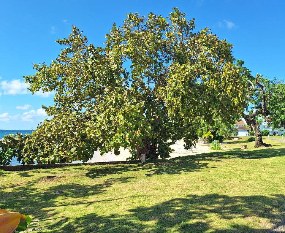 Fifteenth image of 61- Point-norman Manley Blvd in Point, Hanover, Jamaica - property is For Rent