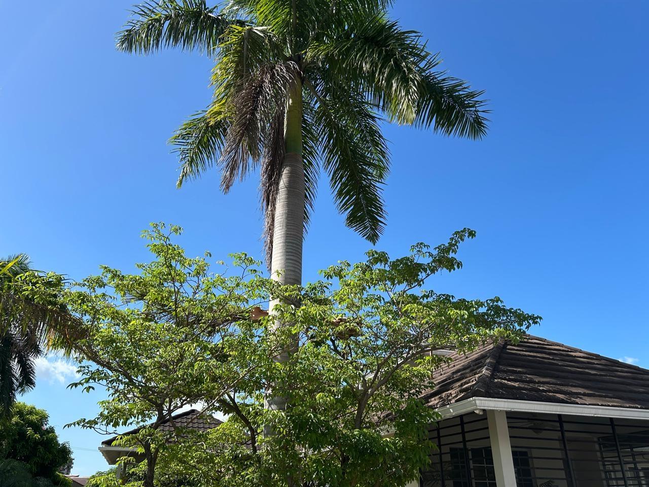 Fifth image of 6 Waterworks Way in Kingston 8, St. Andrew, Jamaica - property is For Rent