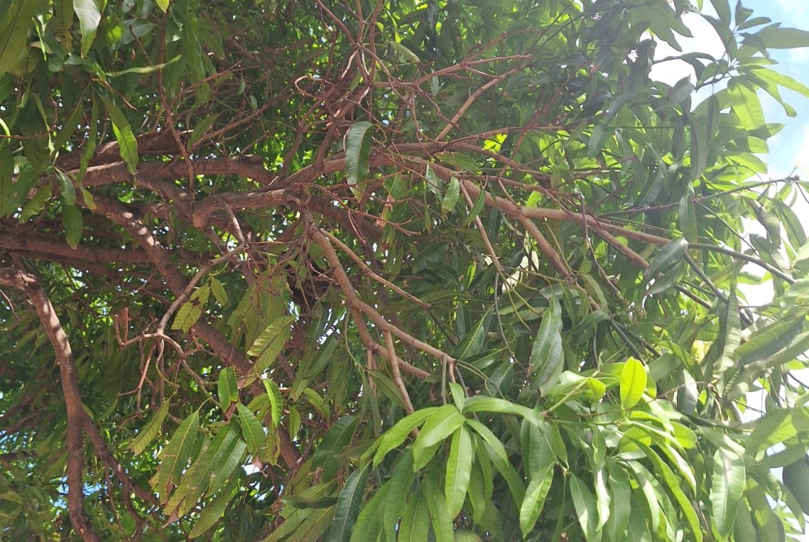 Third image of 1- Greenwich Park, Mammee in St. Ann's Bay, St. Ann, Jamaica - property is For Rent