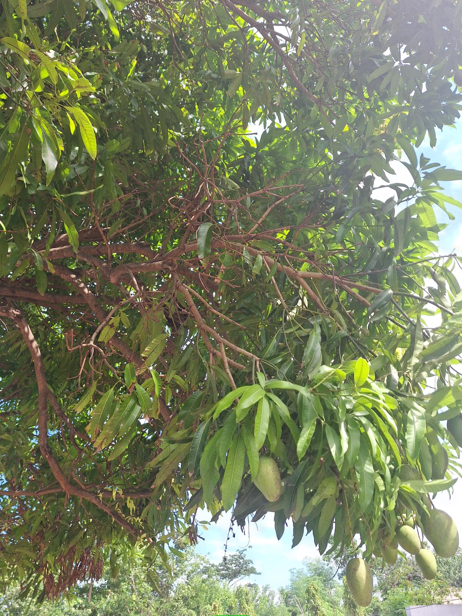 Third image of 1- Greenwich Park, Mammee in St. Ann's Bay, St. Ann, Jamaica - property is For Rent