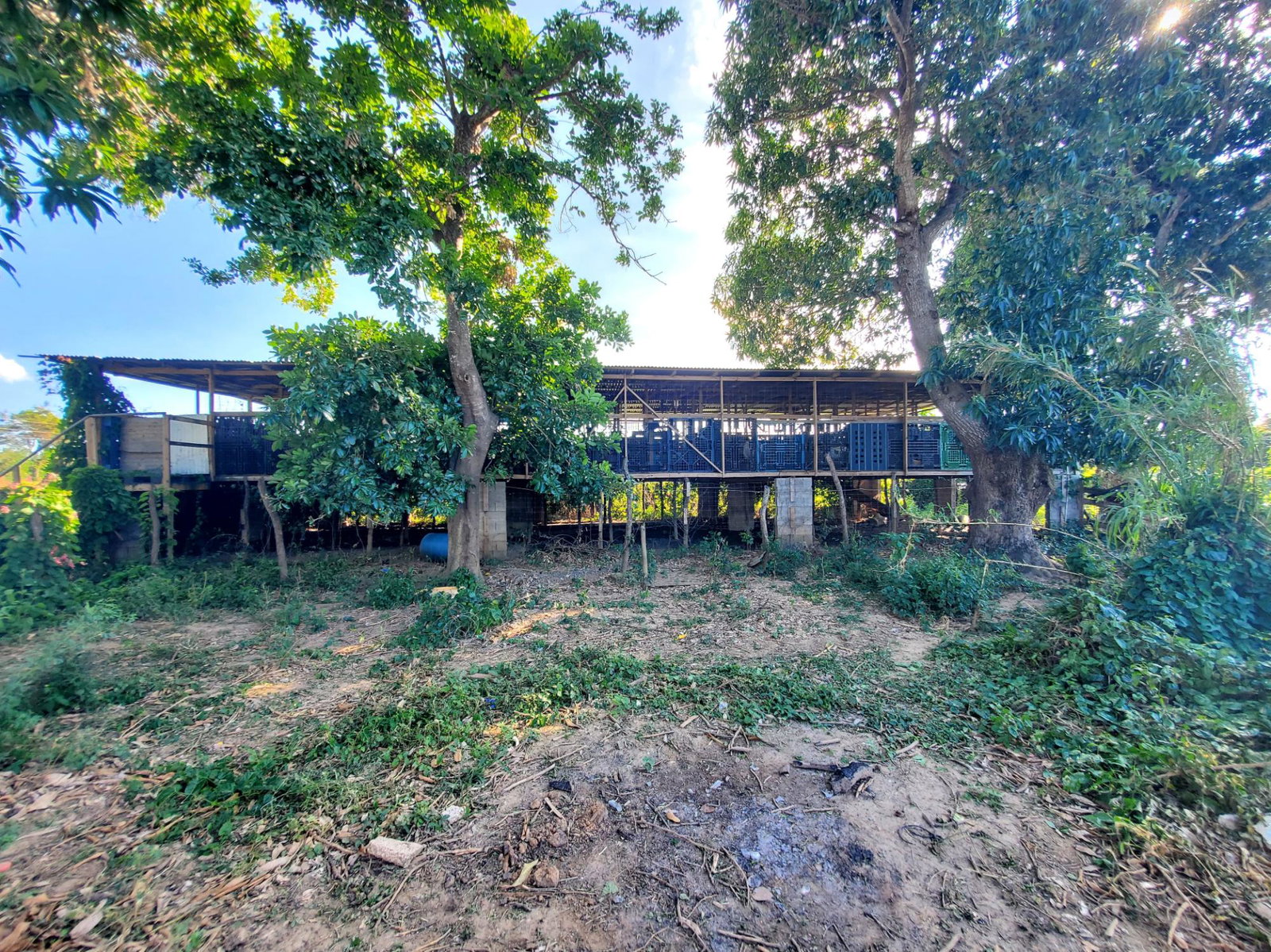 12-Acres-Farmland-with-Farmhouse-for-Sale-in-Bushy-Park-St.-Catherine-Jamaica Sixth image of 9 Wilkins Way, Bushy Park in Bushy Park, St. Catherine, Jamaica - property is For Sale