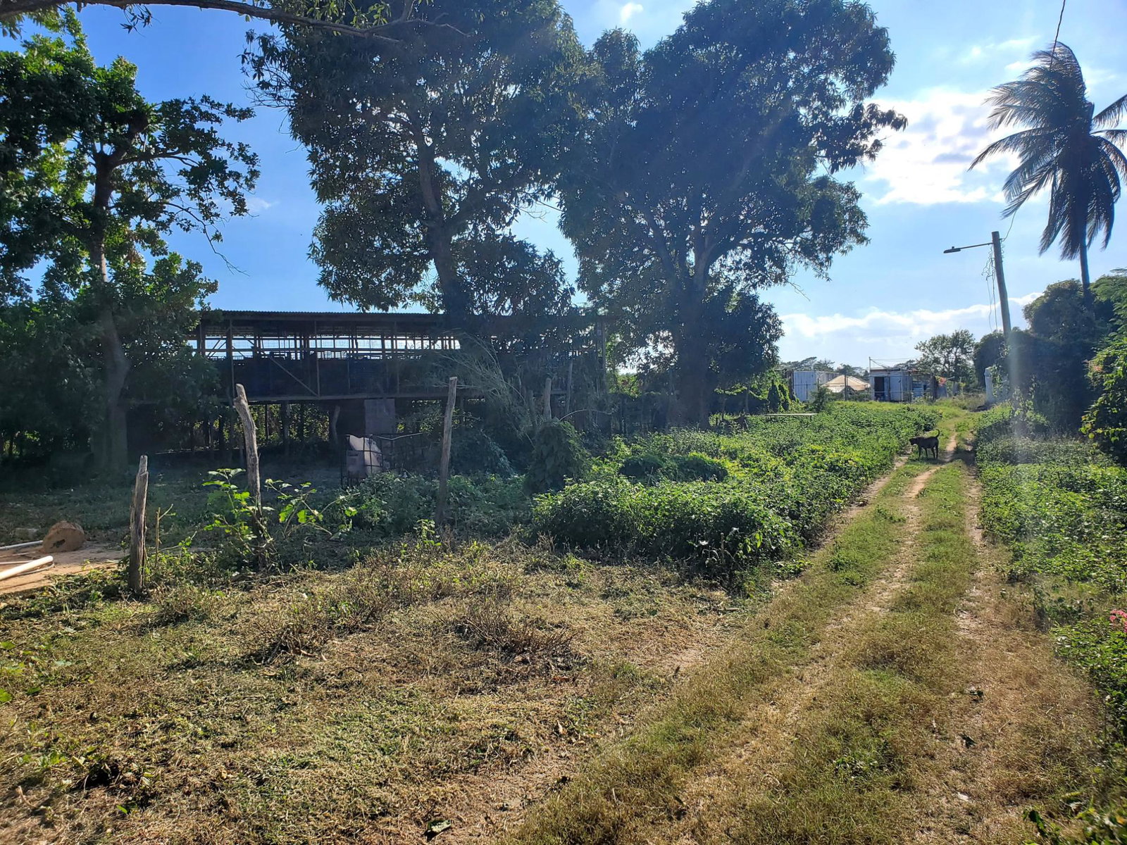 12-Acres-Farmland-with-Farmhouse-for-Sale-in-Bushy-Park-St.-Catherine-Jamaica Ninth image of 9 Wilkins Way, Bushy Park in Bushy Park, St. Catherine, Jamaica - property is For Sale
