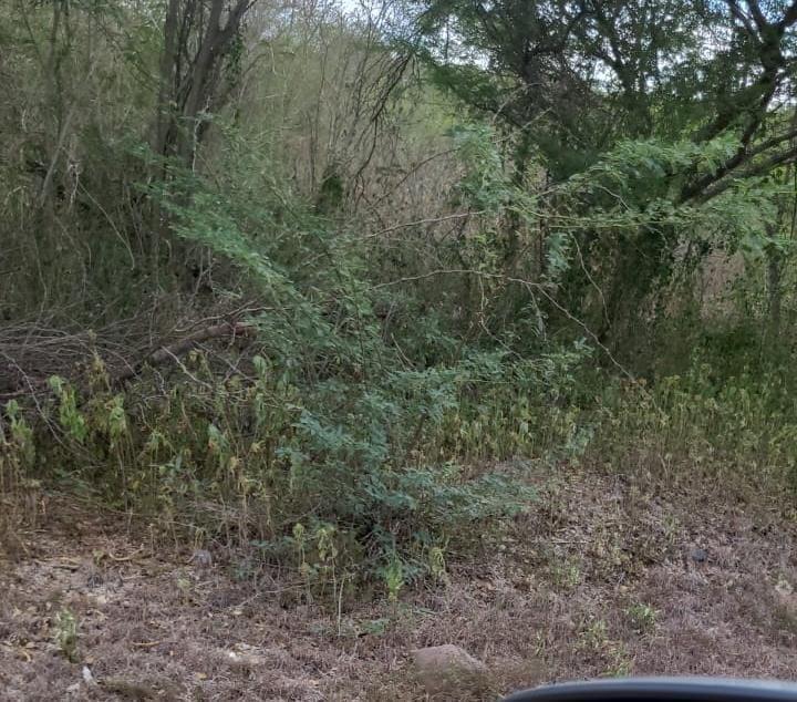 Sixth image of Coates Pen in May Pen, Clarendon, Jamaica - property is For Sale