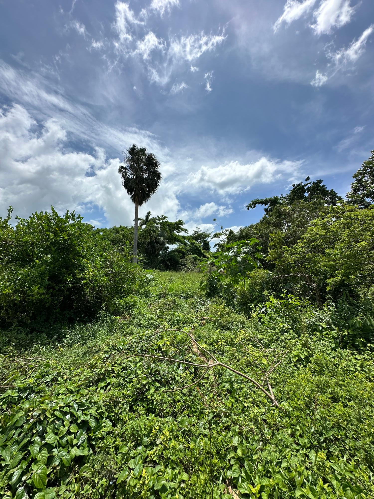 Eleventh image of Cousin’s Cove in Cousins Cove, Hanover, Jamaica - property is For Sale