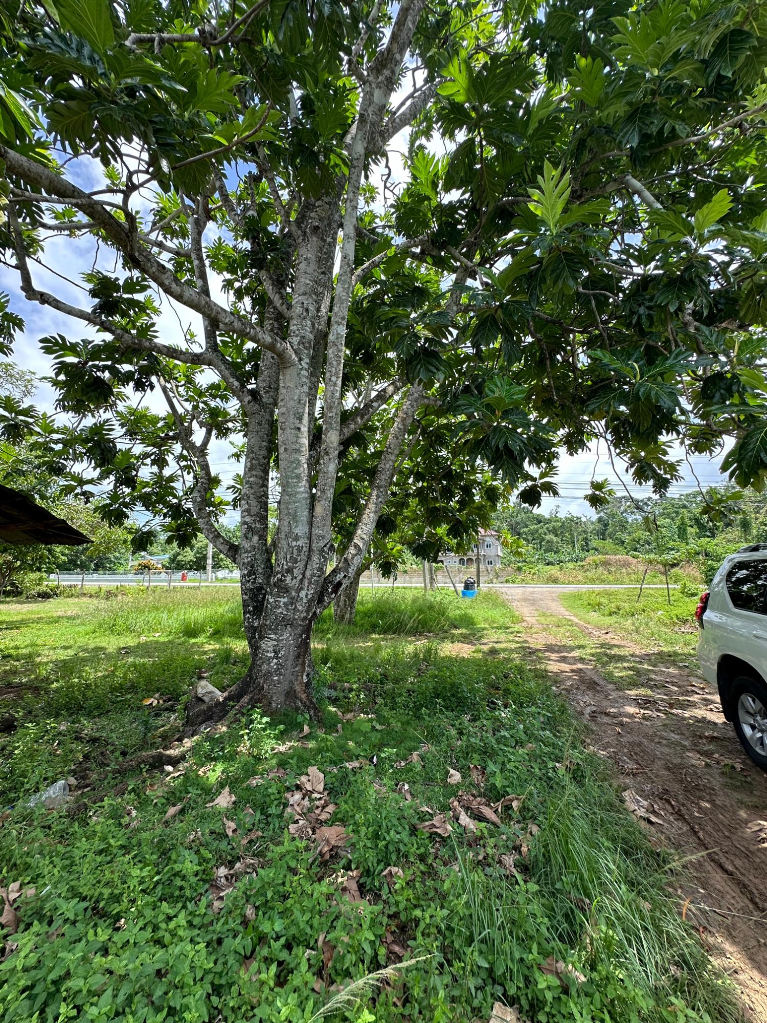 Thirteenth image of Cousin’s Cove in Cousins Cove, Hanover, Jamaica - property is For Sale